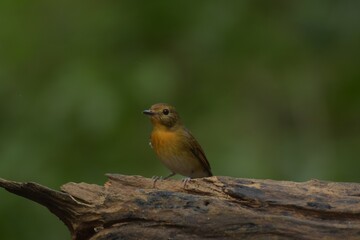 Classified from the same family of females with the head, the upper body and the blueish gray tail. The neck and chest are orange, crossed with the belly like a male