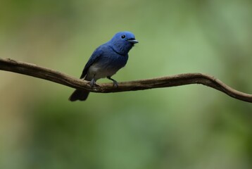 Dark blue wide mouth The occiput has a short crest, set to be a ridge. The top is black, the head of the chest, upper body and tail are dark blue.