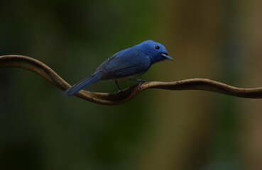 Dark blue wide mouth The occiput has a short crest, set to be a ridge. The top is black, the head...