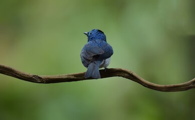 Dark blue wide mouth The occiput has a short crest, set to be a ridge. The top is black, the head of the chest, upper body and tail are dark blue.