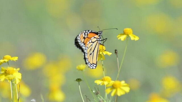 Migrating Monarch butterfly feeding on Sneezeweed in fall
