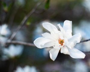 White flower