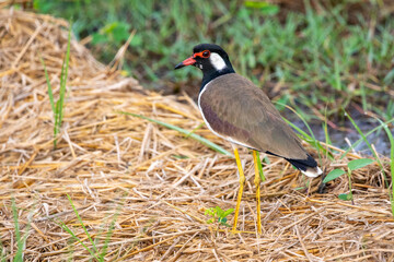 Image of red-wattled lapwing bird (Vanellus indicus) on nature background. Animal. Birds.