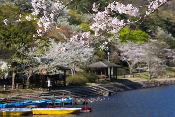 Fototapeta na wymiar 藺牟田池の湖面の上で咲く満開の桜 