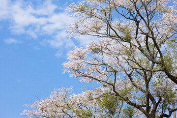 入来清浦ダム周辺　 青空を背景に満開の桜	