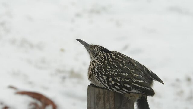 Greater Roadrunner sitting quietly on a post, waiting for small birds to come by for him to catch