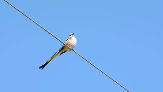 Scissor-tailed Flycatcher, the state bird of Oklahoma, sitting on a power line against blue sky