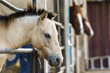 Head of horse peeking out of the stable doors on the background of other horses
