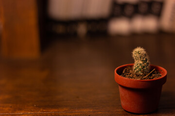 Tiny Potted Cactus. Wooden Bookshelf Background