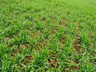 A field with green grass