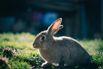 
beautiful rabbit in a sunrise with a radiant sun sitting happy