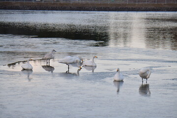 白鳥の飛来地