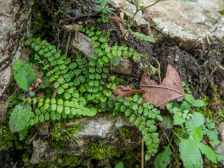 fern growing in a woodland at plitvice lakes national park