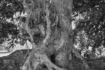Fototapeta na wymiar Vieil arbre et grosses racines .