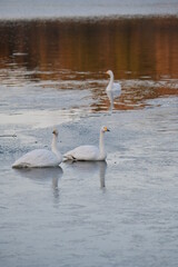 白鳥の飛来地