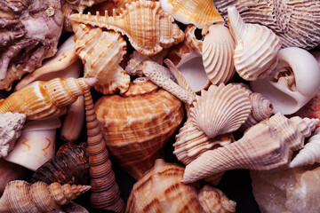a lot of different empty sea shells on background, macro details