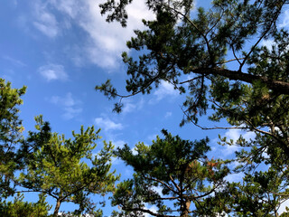 いい天気の空と木