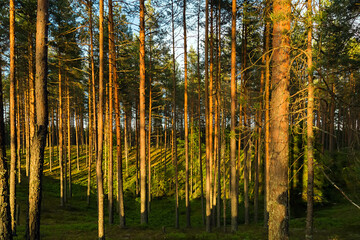 Pine green trees forest nature landscape