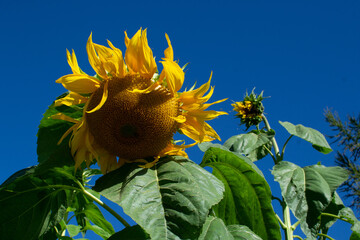 Girasol batido por el viento