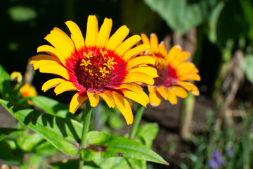 Flor amarilla con pistilos en flor