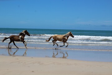 Fototapeta na wymiar Ilha de Boipeba, horses, beach, sea, ocean, water, sand, sky
