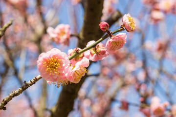 梅の花　春