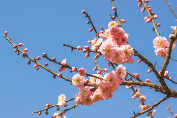 梅の木　春