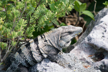 iguana escondida