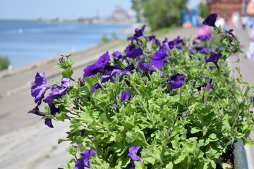Flower Bed with purple petunias, Colourful purple-red petunia flower close up, Petunia flowers bloom, petunia blossom, Petunia flowers in garden.