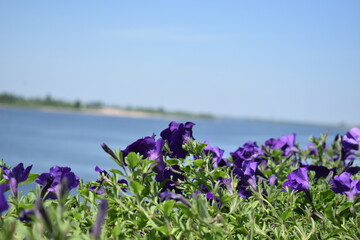 Flower Bed with purple petunias, Colourful purple-red petunia flower close up, Petunia flowers bloom, petunia blossom, Petunia flowers in garden.