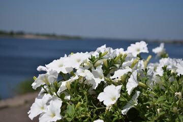 Fototapeta na wymiar A flower bed with white petunias, petunia flowers are blooming, petunias are blooming, flowers on the background of the river.