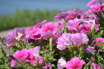 A flower bed with pink petunias, petunia flowers are blooming, petunias are blooming, flowers on the background of the river.