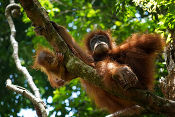 Orangutan mother and baby in the Sumatran rainforest