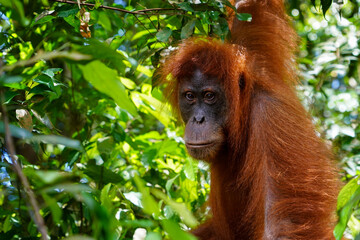 Wild Orangutan in Sumatra
