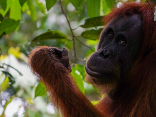 Wild Sumatran Orangutan in the rainforest of Gunung Leuser NP, Sumatra