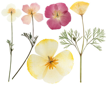 Pressed and dried delicate yellow flowers eschscholzia (eschscholzia Californica, California poppy). Isolated on white background. For use in scrapbooking, floristry or herbarium - Powered by Adobe