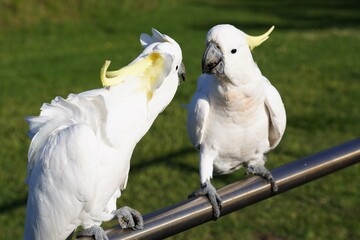 Two perched Cockatoos chatting to each other
