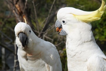 Close Up Profile of a Cockatoo with Two Almonds in its Beak