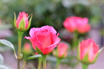 美しいピンクの薔薇の花