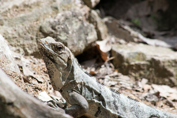 iguana al sol