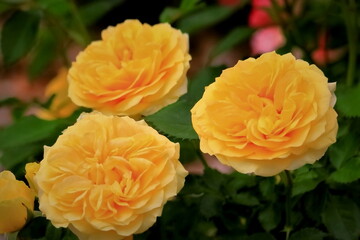 美しい黄色のバラの花