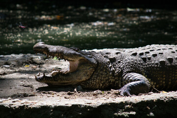 cocodrilo en roca