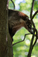 Obraz premium coati curioso 2