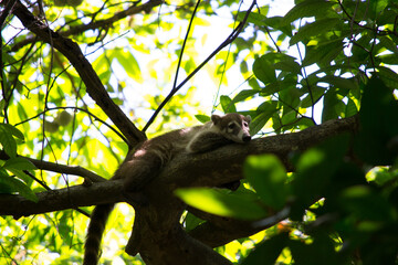 Coati durmiendo en rama