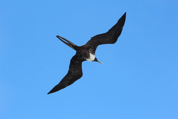 Female Frigate Bird soaring above the Galapagos Islands.