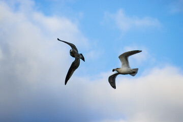 seagull in flight
