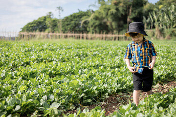 Naklejka premium Little boy walking in Organic vegetable garden