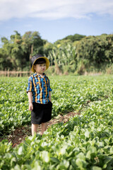 Little boy walking in Organic vegetable garden