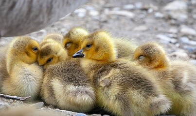 Canada Goose goslings