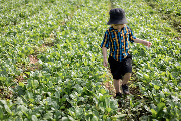 Naklejka premium Little boy walking in Organic vegetable garden